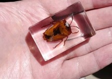 Real Bug  Insect Preserved in