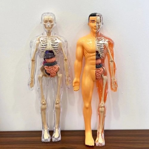 Human body model - model, 3d