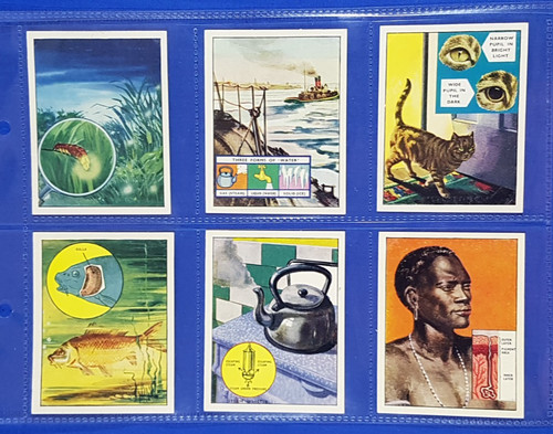 Bibby trade cards - trade,