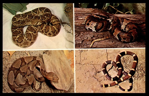 Postcard four venomous - four,