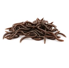 Fishing Imitation Earth Worms 50 Pack 9cm Scented