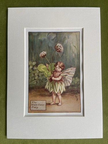 White clover flower - ‘white,