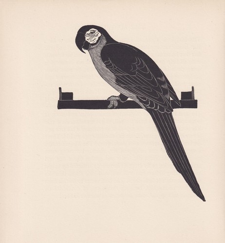 1929 macaw parrot bird print - parrot,