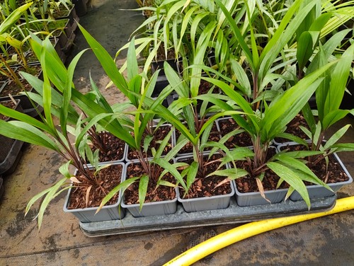 Cordyline neocaledonica 11 - cordyline,