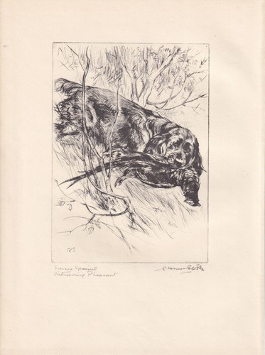 1930 sussex spaniel dog - 1930,