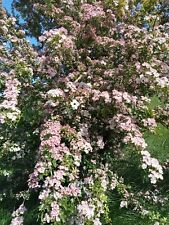 English grow ORNAMENTAL