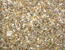 Recent shell sand foraminifera