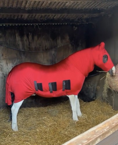 Snuggy hood body suit - snuggy,