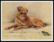 BORDER TERRIER AND GREEN FROG