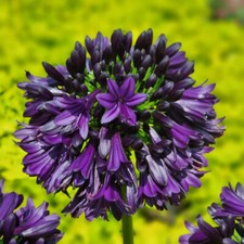 Agapanthus 'Black Jack' by T&M