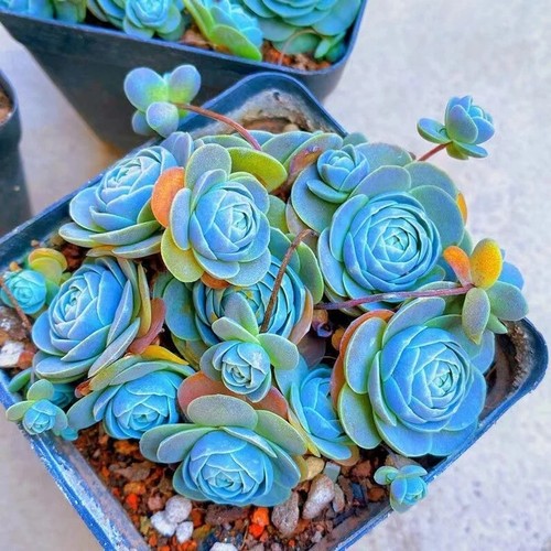 Blue succulents witchford - blue,