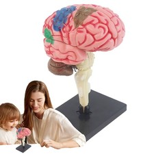 Human Brain Model 4D Anatomical Medical Teaching Tool Toy Statues Sculptures