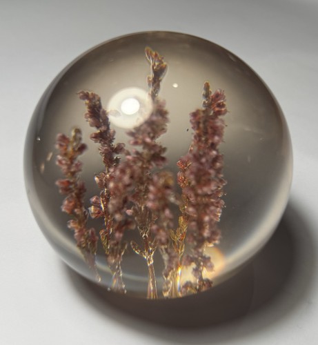 Vintage hippocampus embedments - hippocampus,