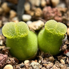 Conophytum Devium Seed, 10