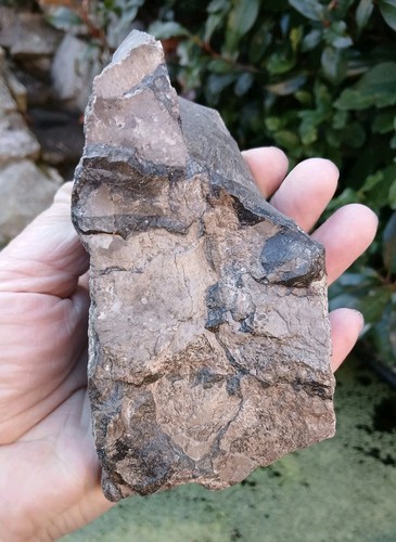 Fossil ichthyosaur bone - fossil,