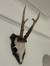 Antlers Roe Deer C50 Real Taxidermy mounted horns interior design Deco