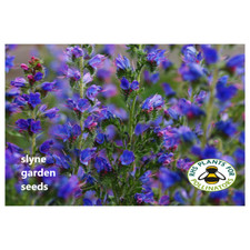 Viper's Bugloss Blue British