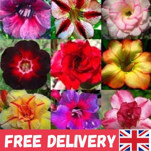 Grow adenium obesum 10 - grow,