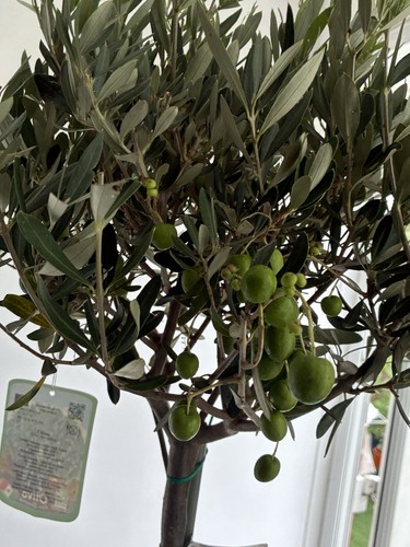 Olive tree olea europaea live - olea,