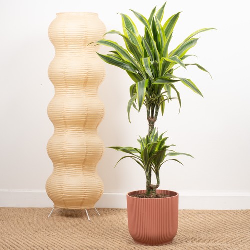 Dracaena lemon lime - lemon,