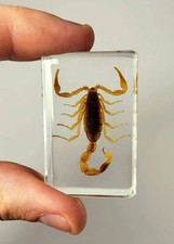 Unique Real Scorpion  in Clear