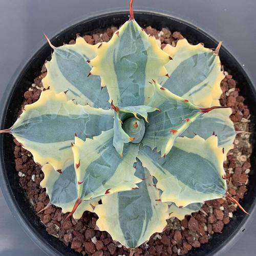 8cm succulent agave plant - 8cm,