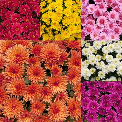 Chrysanthemum new hardy mum - 6x,