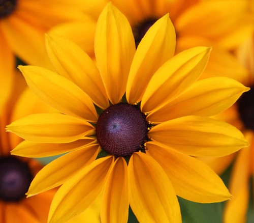 Rudbeckia hirta black eyed - rudbeckia,
