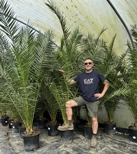 Phoenix Date Palm Tree 6ft Extra Large Big & Chunky in a Pot By Direct Plants
