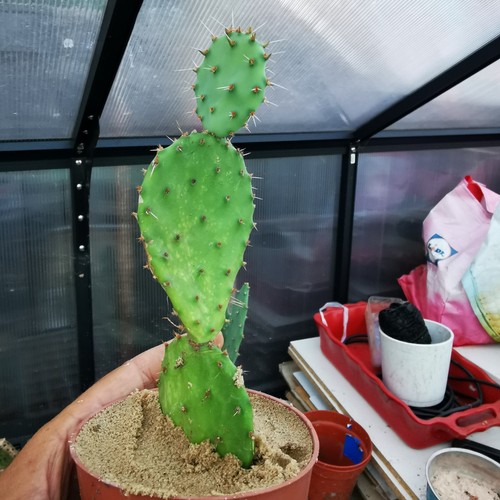 Opuntia compressa elsworth - compressa, "elsworth"