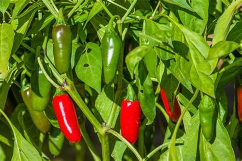 Large jalapeno chilli - 3x,