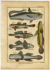 Antique Fish Print-ROUGHHEAD