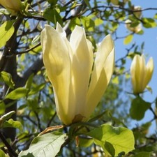 Magnolia Limelight Yellow