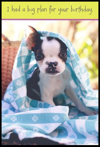 Greeting card boston terrier - card,