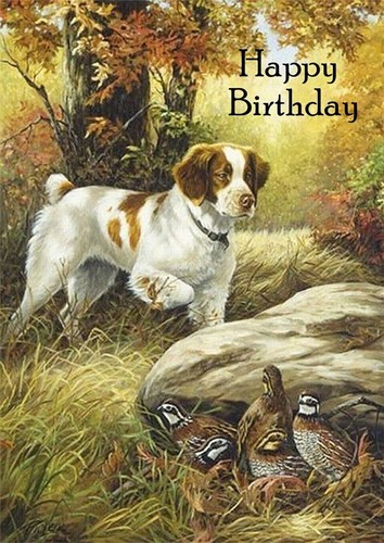Brittany spaniel dog birthday - brittany,