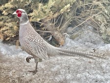 PRE-SALE 12 +1 Abyssinian Blue