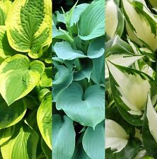 Hosta Plants in 9cm Pots - Hardy Outdoor Perennial Garden Plants Ready to Grow