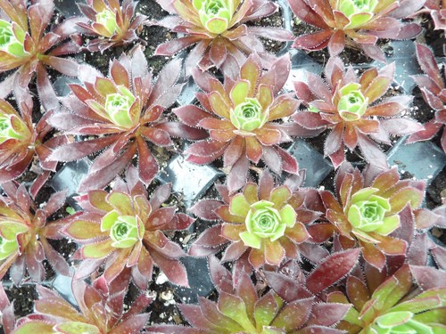 Aeonium simsii zwartkop - aeonium,