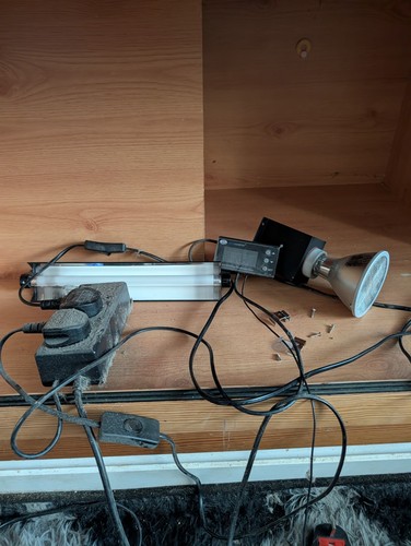 Reptile lighting heating - reptile,