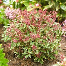 Pieris Polar Passion Outdoor