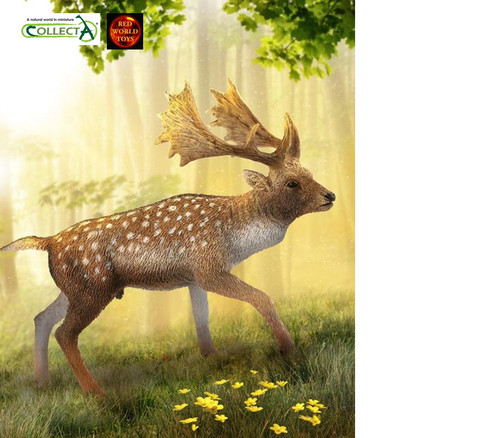 Fallow deer male - deer,