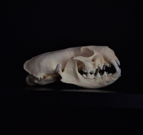 Mink skull taxidermy supply - skull,