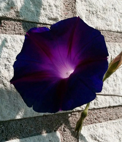 Morning glory ipomoea - morning, (ipomoea