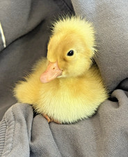 6++ White Crested Duck