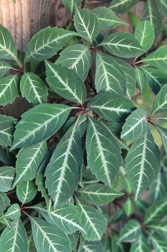 Litre parthenocissus - litre,