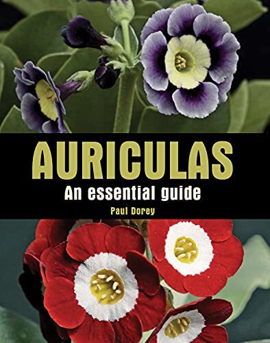 Auriculas essential guide - an,