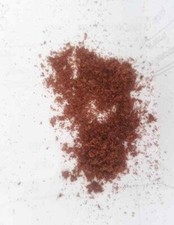 Staghorn Fern Platycerium