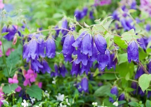 Campanula sarastro plug - campanula,