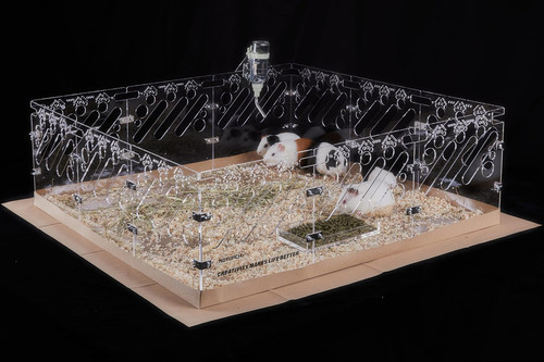 Acrylic guinea pig cage - pig,