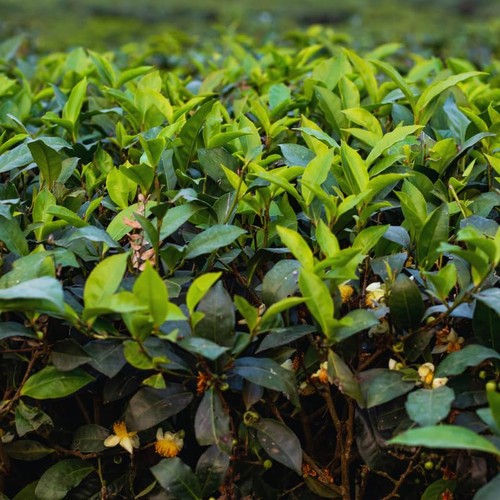 Camellia sinensis tea live - tea,